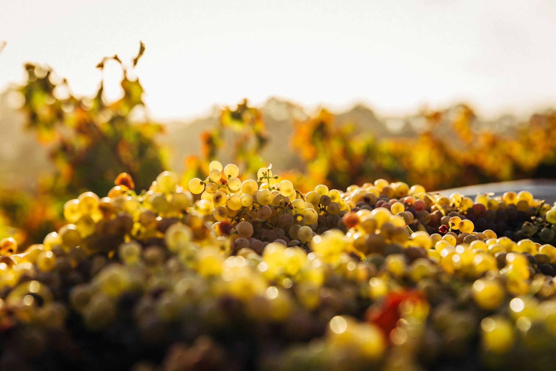 Wine Route in Patagonia - background banner